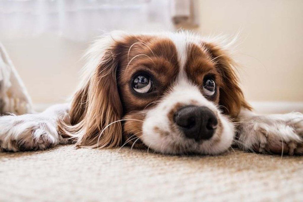 How to Potty Train Puppies