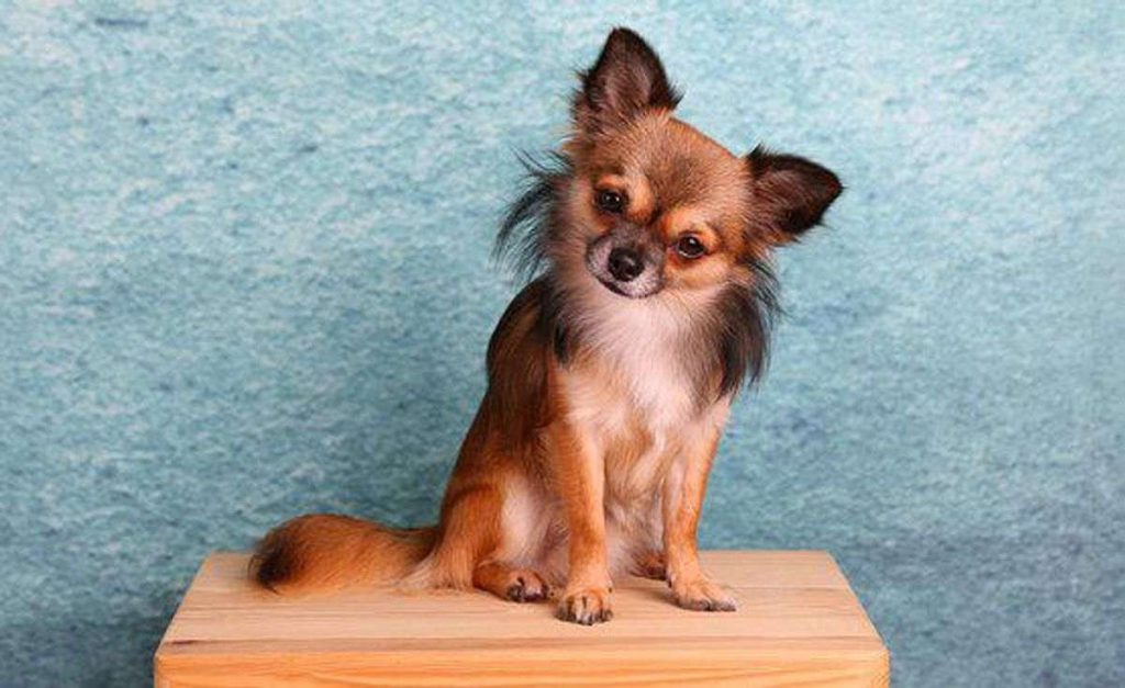 What Happened to Your Chihuahua
