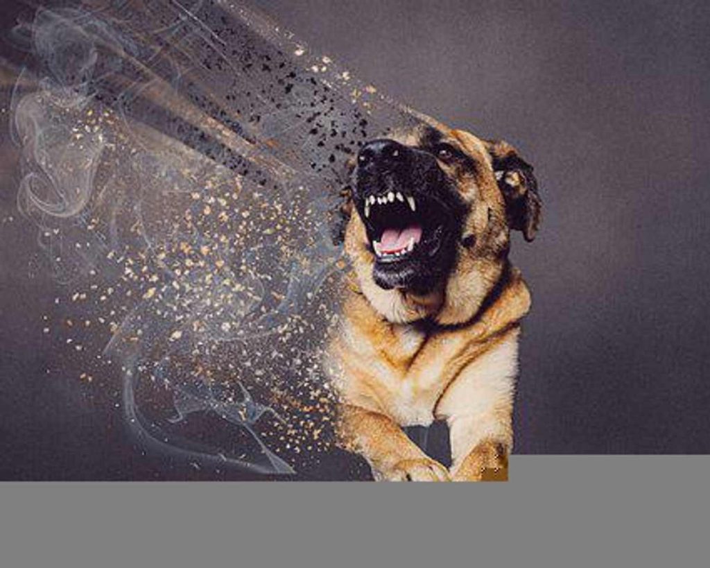 What to Do With Dog Aggression