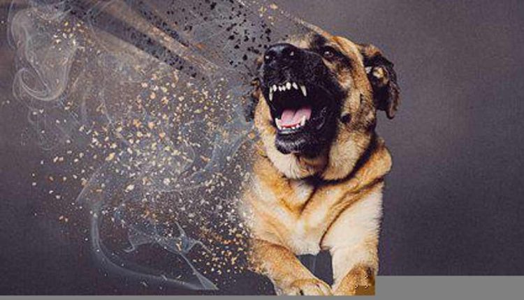 What to Do With Dog Aggression