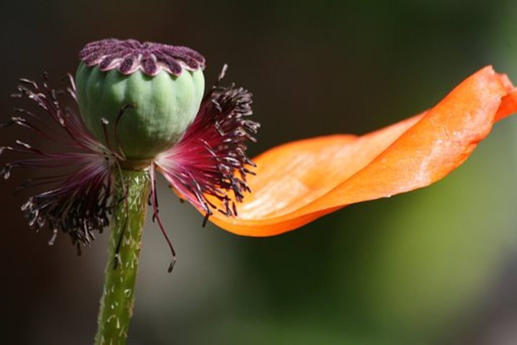 dried poppy heads for sale
