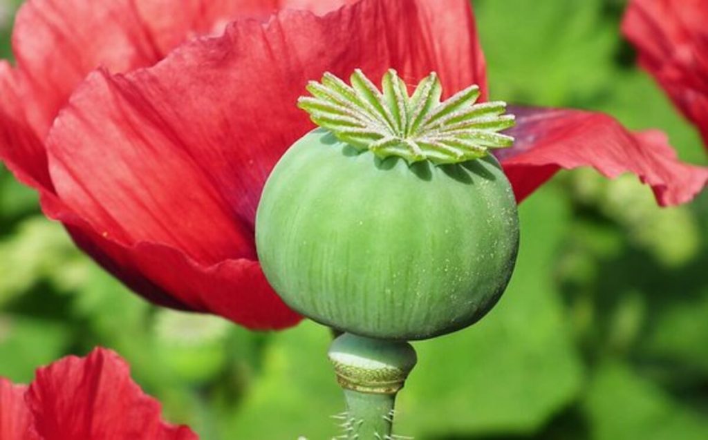 dried poppy pods online