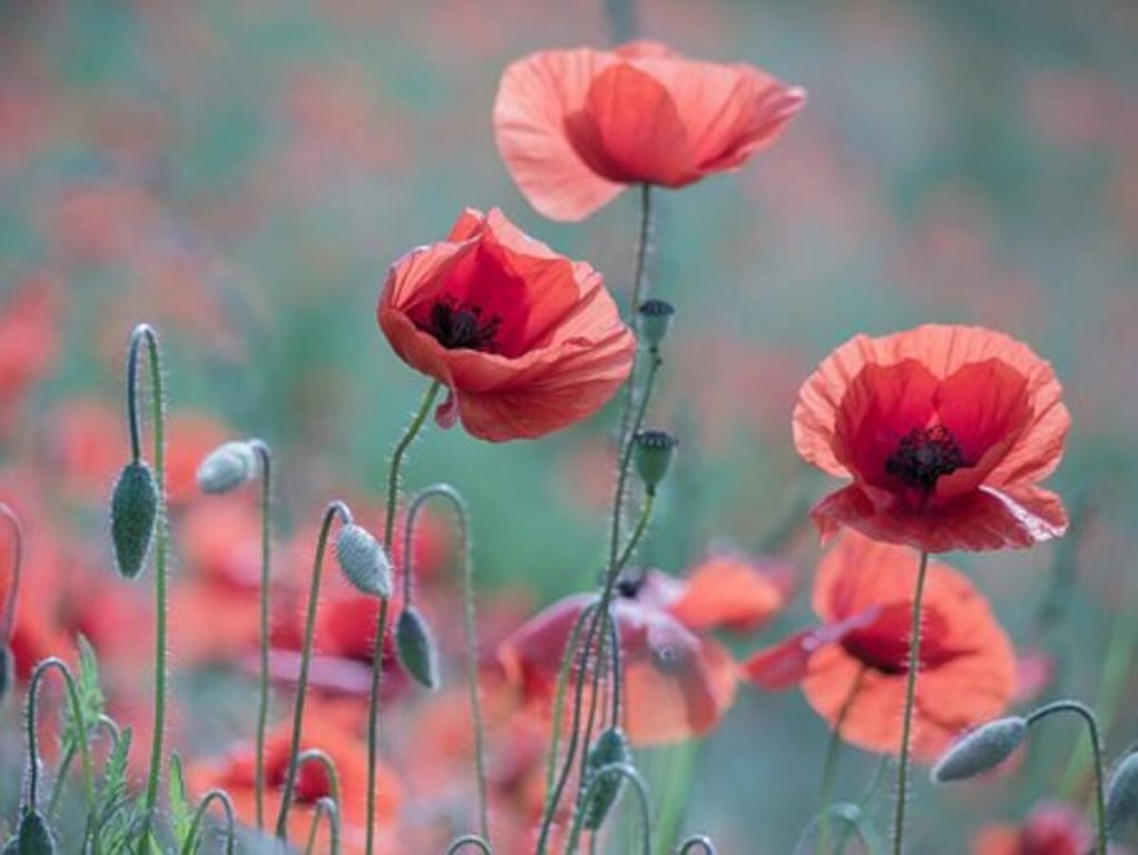 dried poppy pods (unwashed)