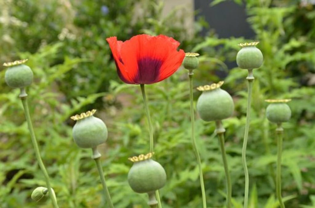 poppy pods for sale