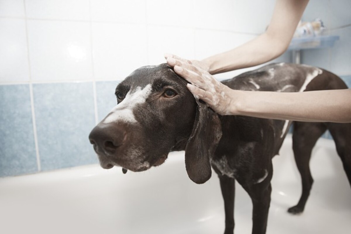 How to Do Dog Grooming