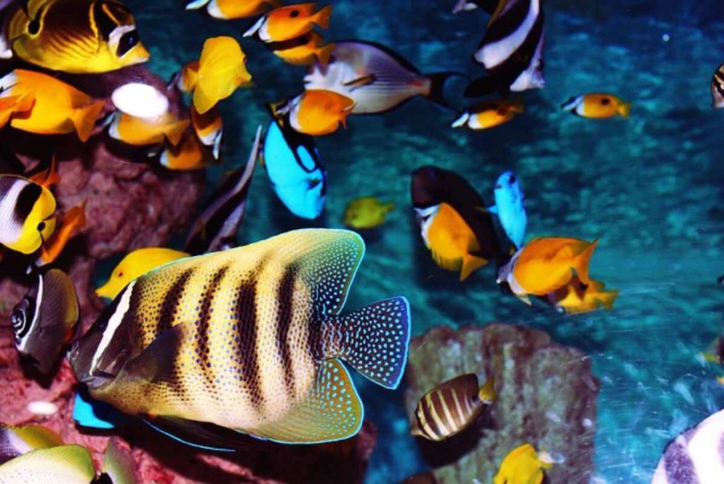 How to Set Up an Aquarium