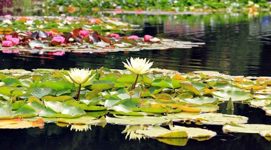 Perfect Water Garden