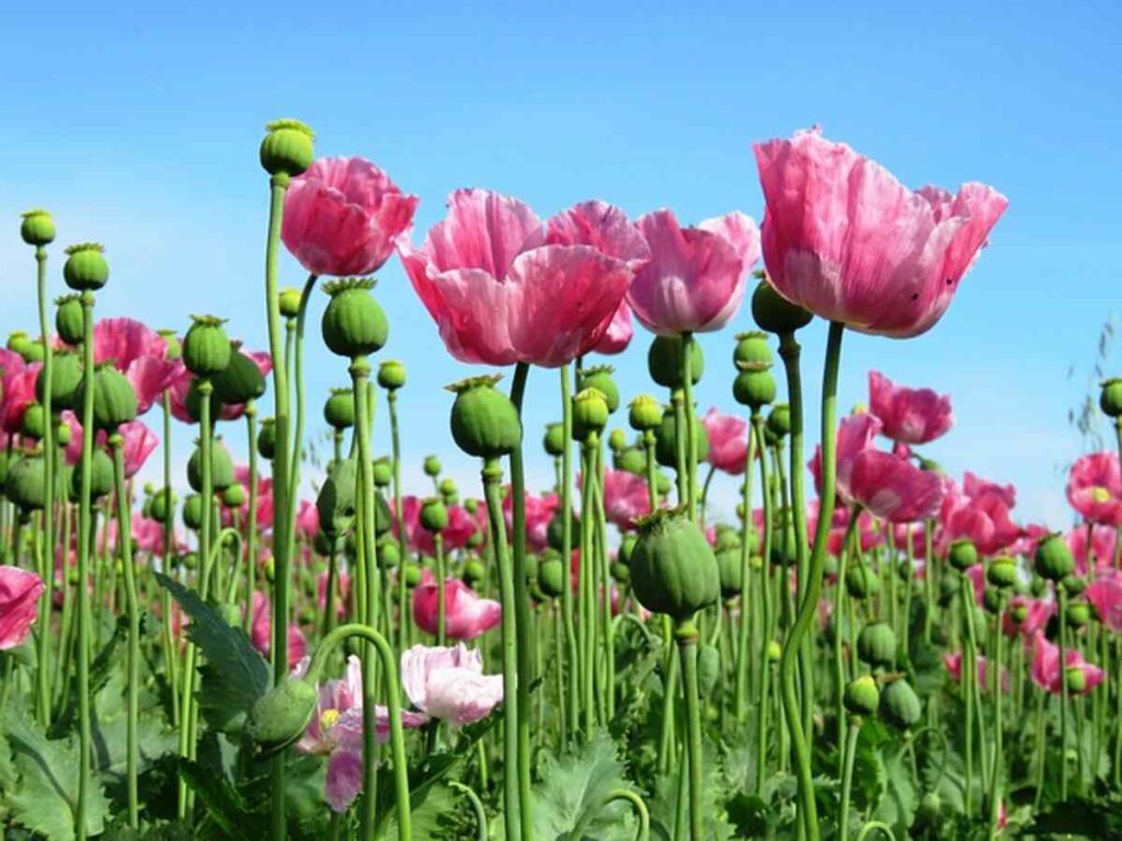 Poppy pods