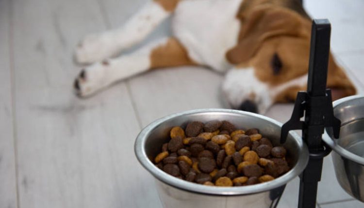 Big Name in Dog Food NYT Crossword Answer