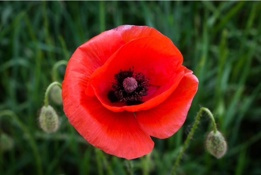 dried poppy pods usa
