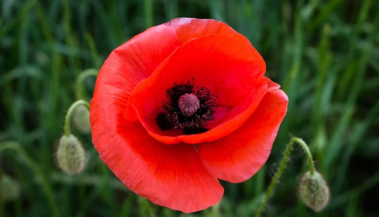 dried poppy pods usa