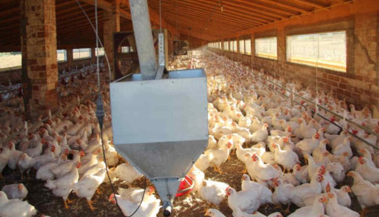 Poultry Farm Company Contact Number