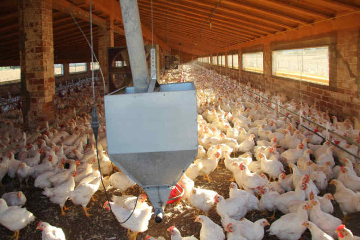 Poultry Farm Company Contact Number