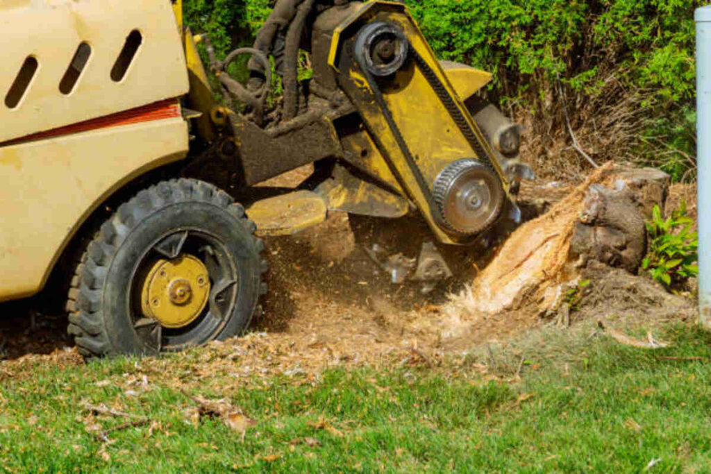 Monte sereno tree service