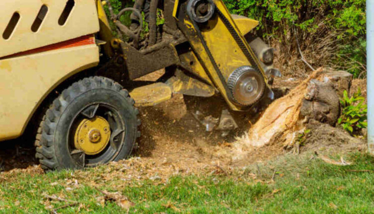 Monte sereno tree service