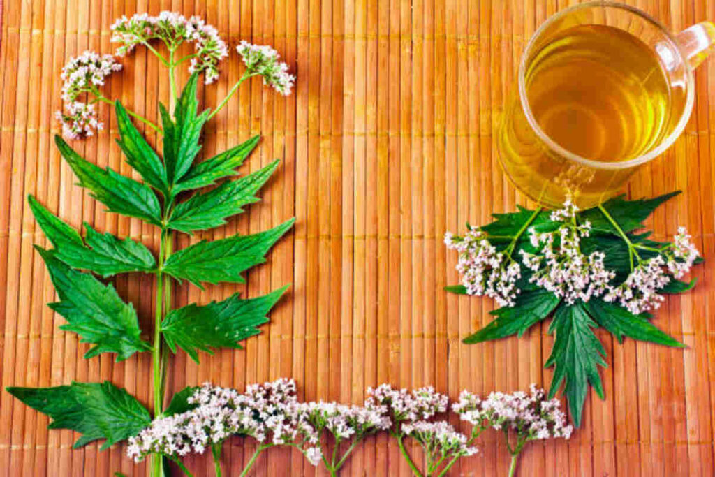 Just how Modern Herb Co Works with Wellness Today