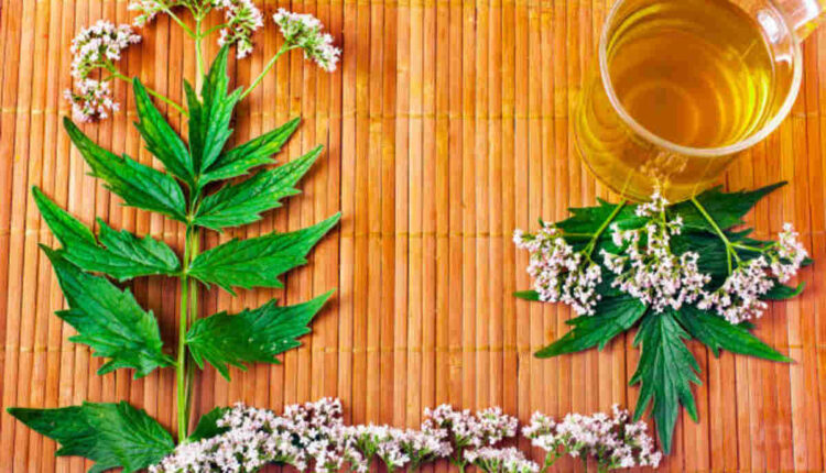 Just how Modern Herb Co Works with Wellness Today