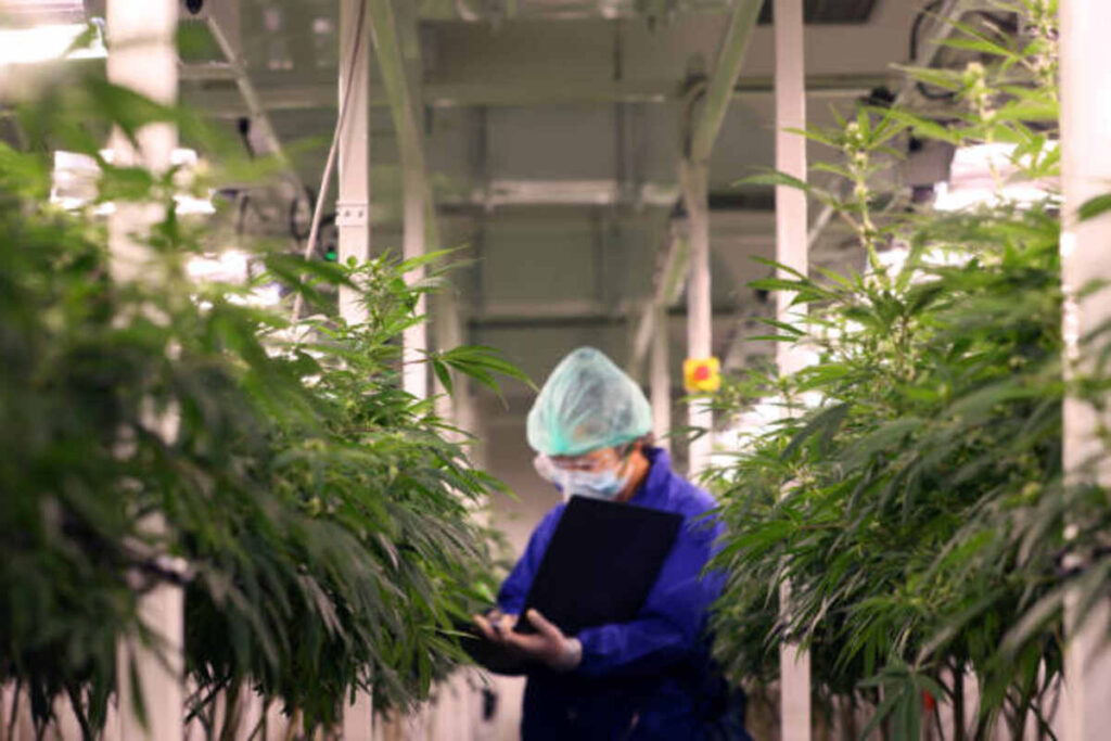 Knowing Delta 8 Distillate Positive aspects and Uses
