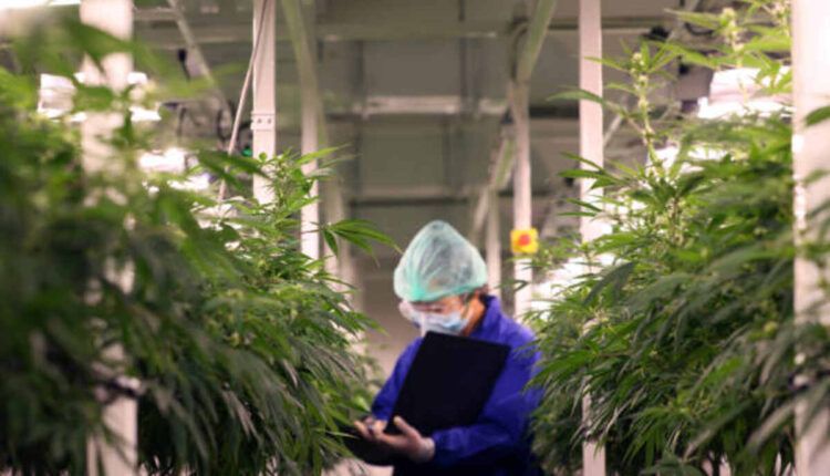 Knowing Delta 8 Distillate Positive aspects and Uses