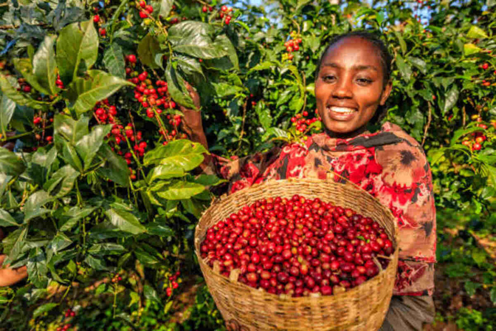 The Human Bean Coffee A Journey Beyond the Brew