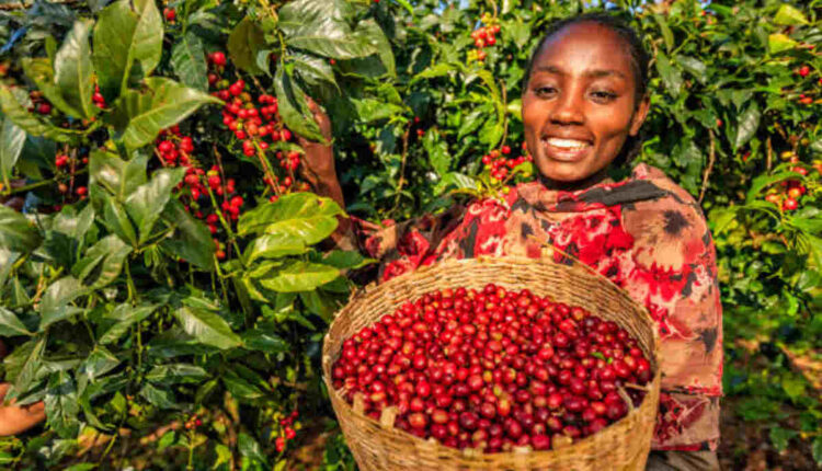 The Human Bean Coffee A Journey Beyond the Brew