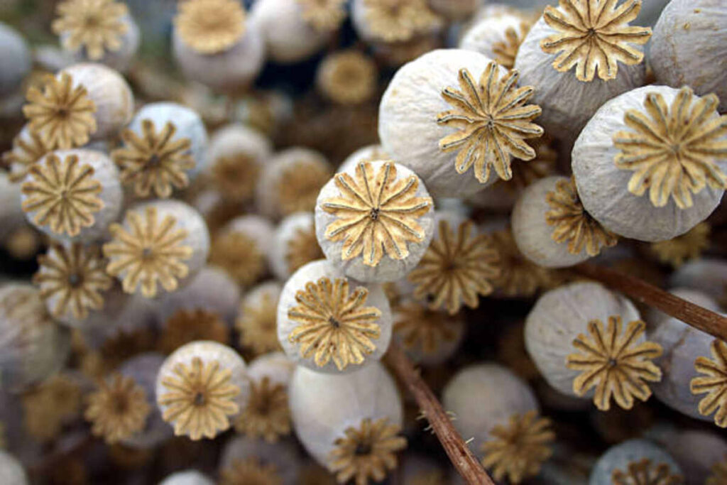 Top Online Retailers for Poppy Pods Ultimate Picks