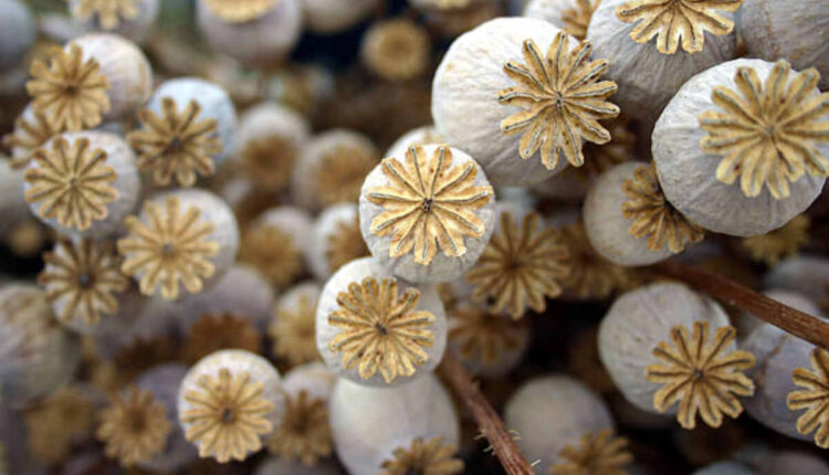 Top Online Retailers for Poppy Pods Ultimate Picks