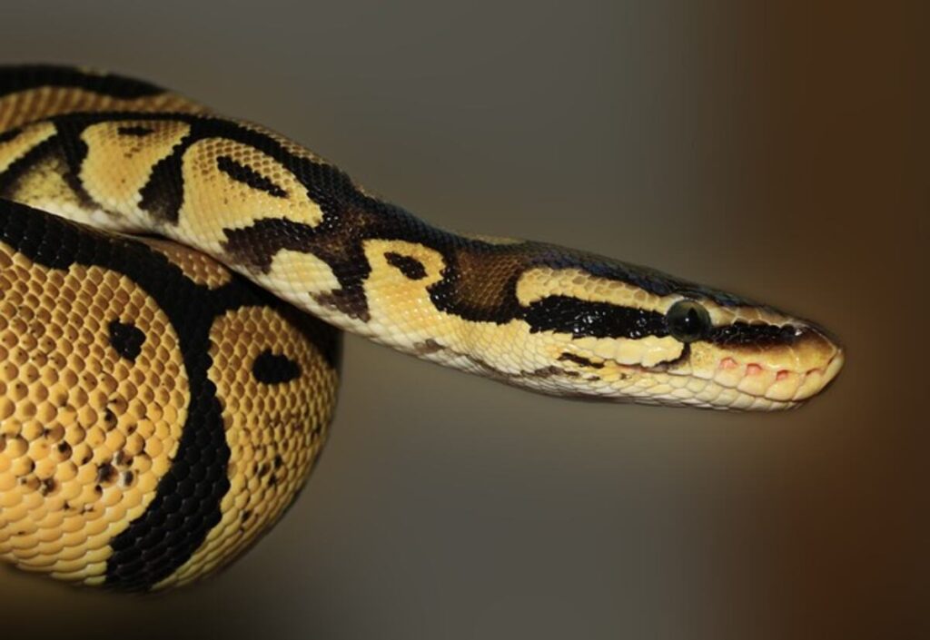 Understanding the Habitat of Indigo Snakes
