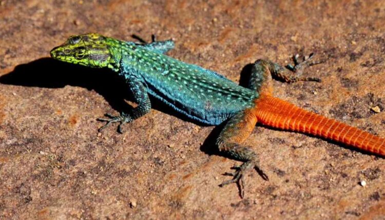 Top Tips for Buying a Frilled Lizard